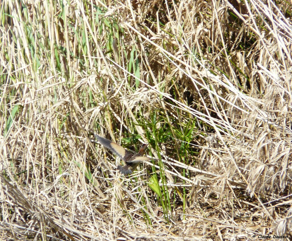 Little Bittern