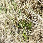 Little Bittern