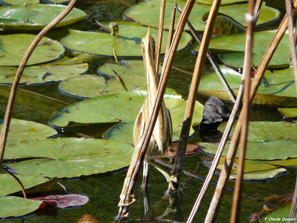 Little Bittern