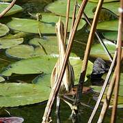 Little Bittern