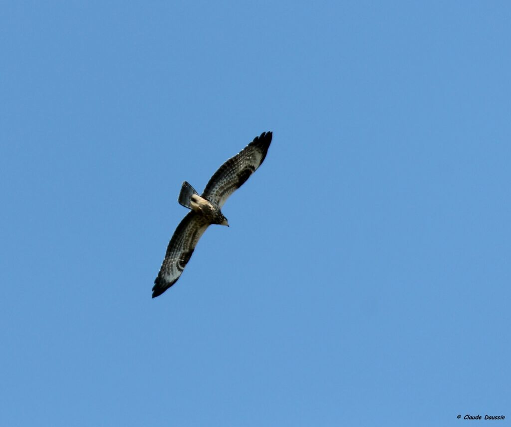 European Honey Buzzard