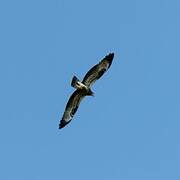 European Honey Buzzard