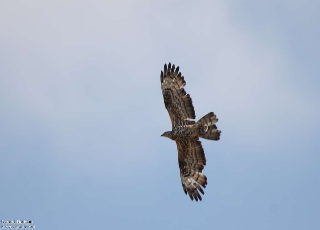 European Honey Buzzardadult, moulting, Flight