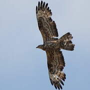 European Honey Buzzard