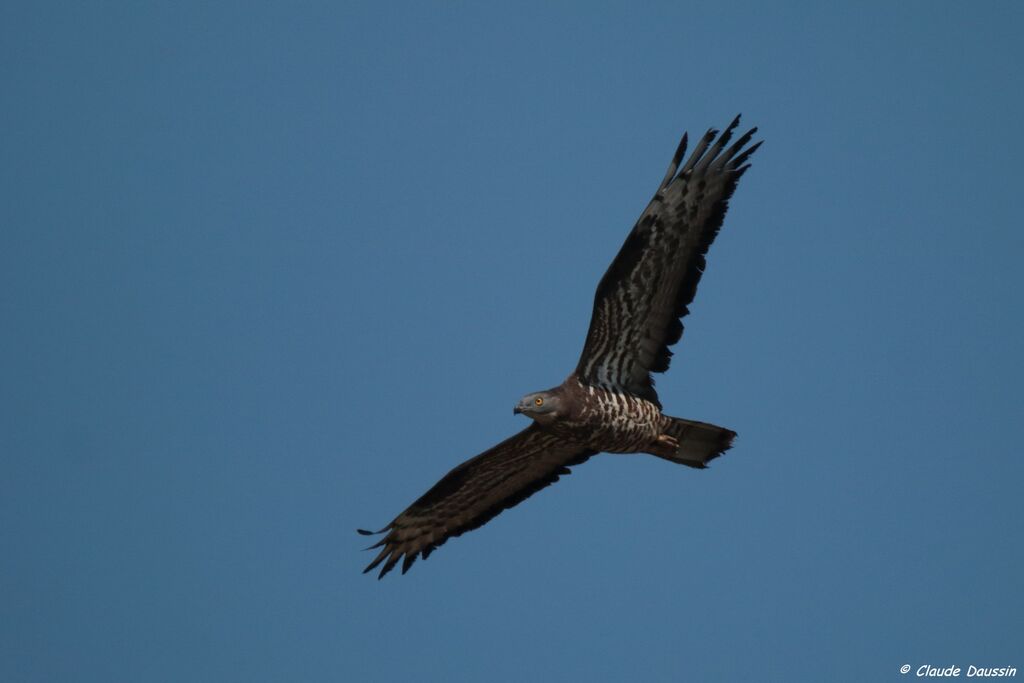 European Honey Buzzard