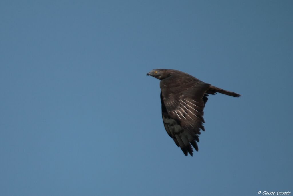 European Honey Buzzard