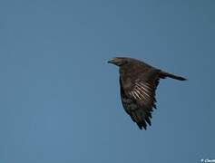 European Honey Buzzard