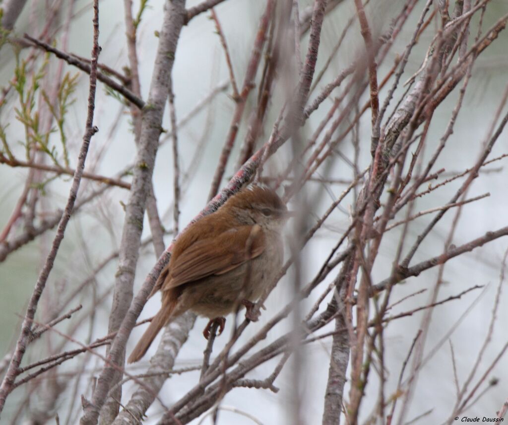 Cetti's Warbler