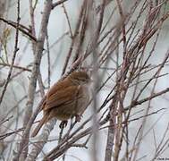 Cetti's Warbler