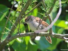 Cetti's Warbler