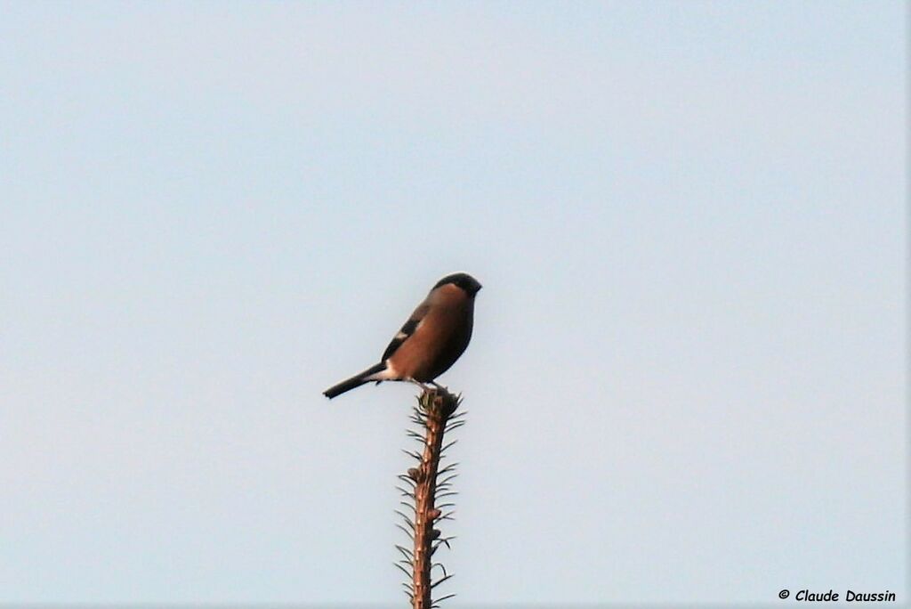 Eurasian Bullfinch female