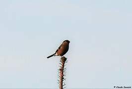 Eurasian Bullfinch