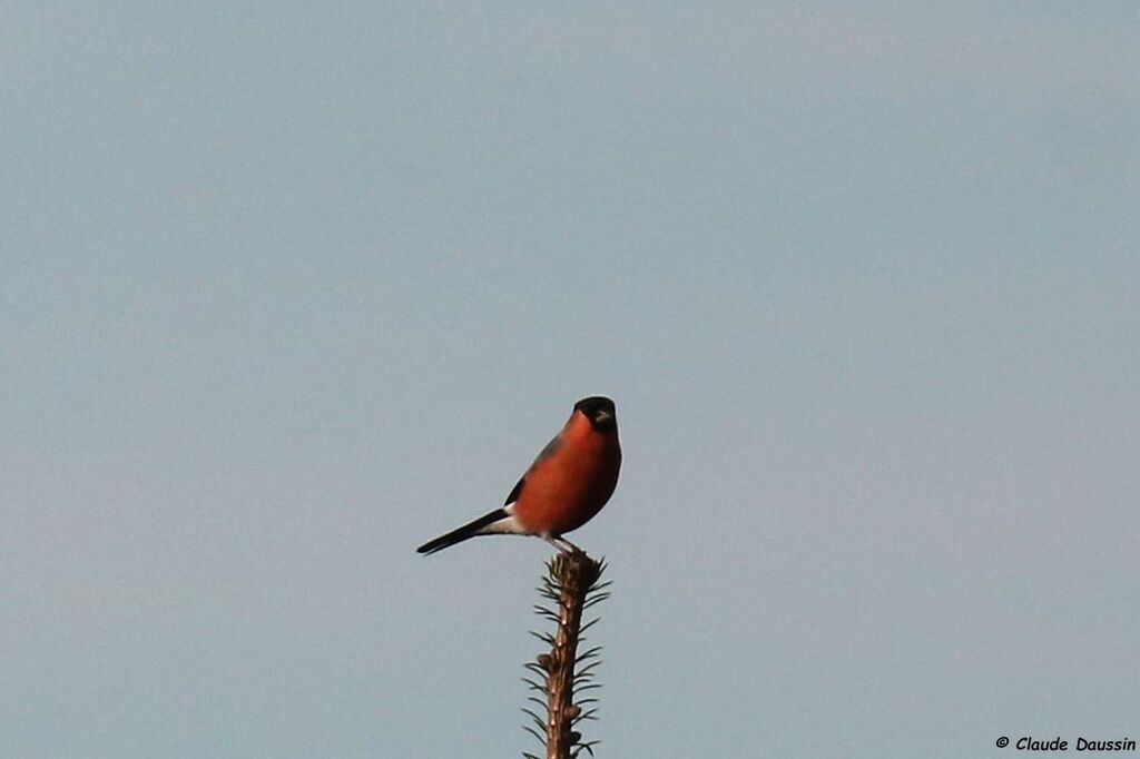 Eurasian Bullfinch male