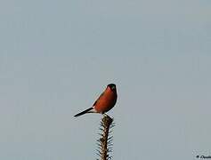 Eurasian Bullfinch