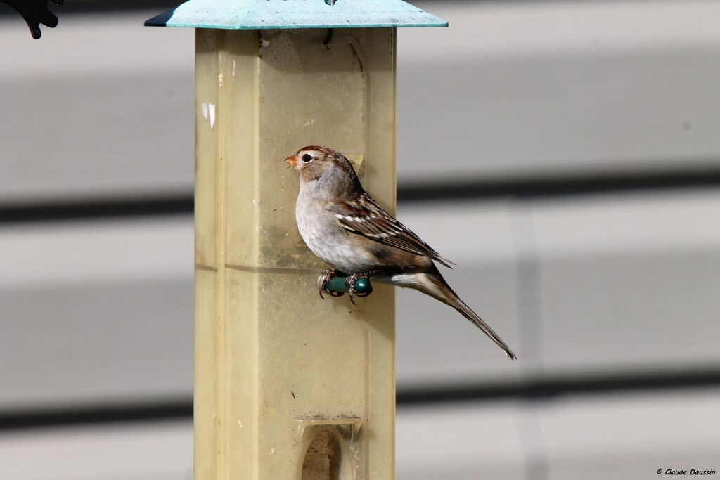 White-crowned Sparrow