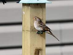 White-crowned Sparrow