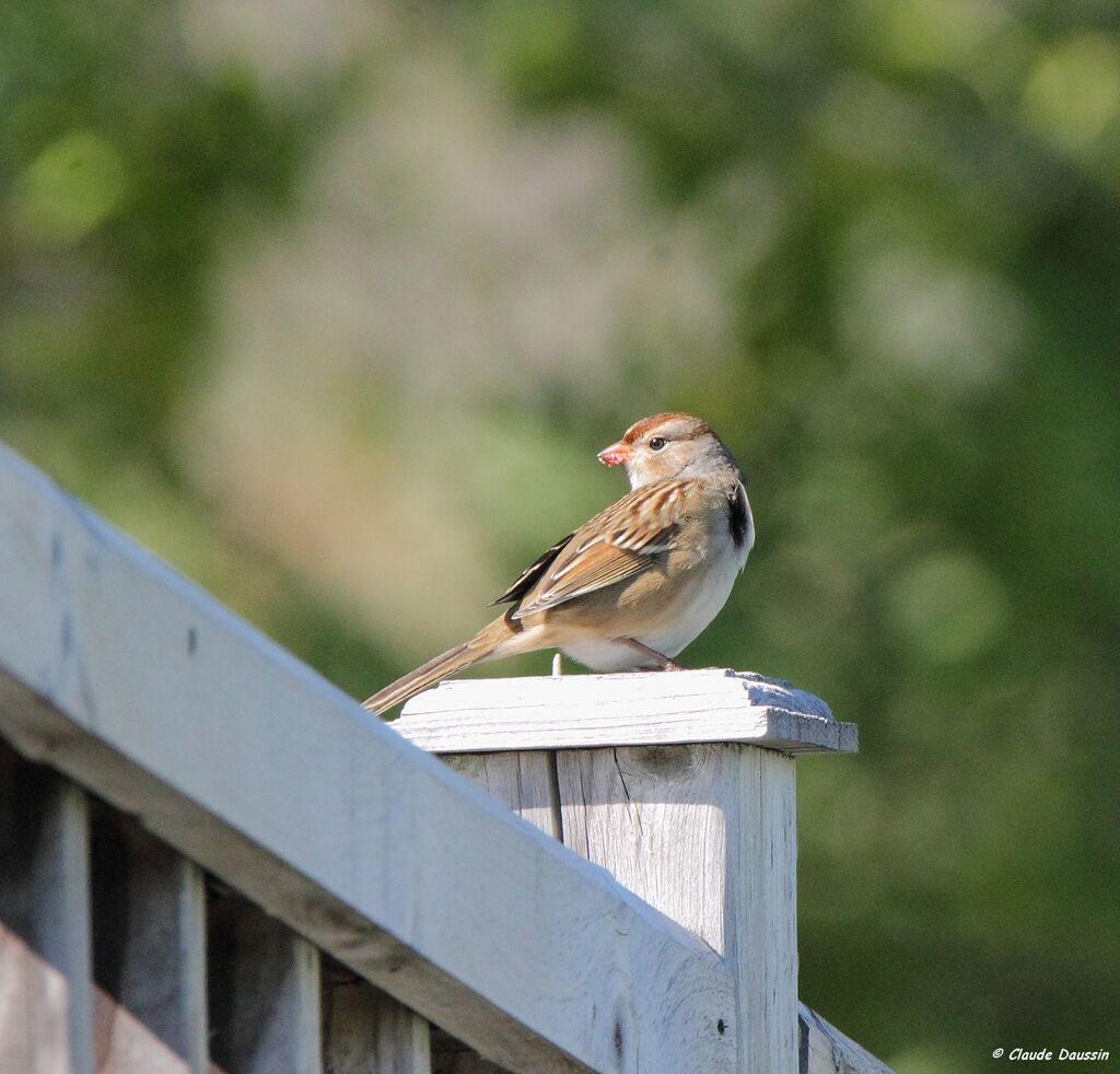 White-crowned Sparrow