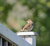 White-crowned Sparrow