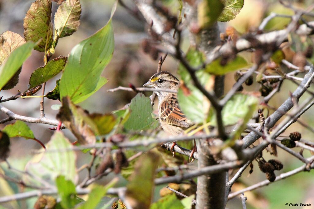 White-throated Sparrow