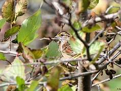 White-throated Sparrow