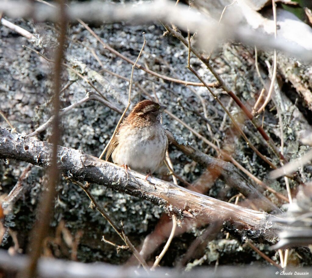 Bruant à gorge blanche