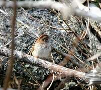 White-throated Sparrow