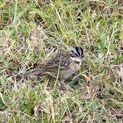 Rufous-collared Sparrow