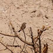 Lark-like Bunting