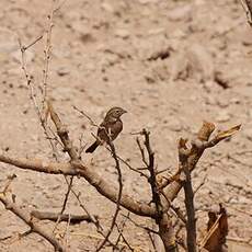 Bruant des rochers