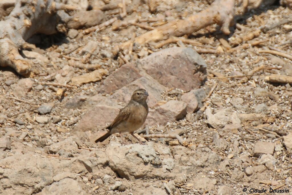 Bruant des rochers