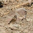 Bruant des rochers