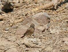 Lark-like Bunting