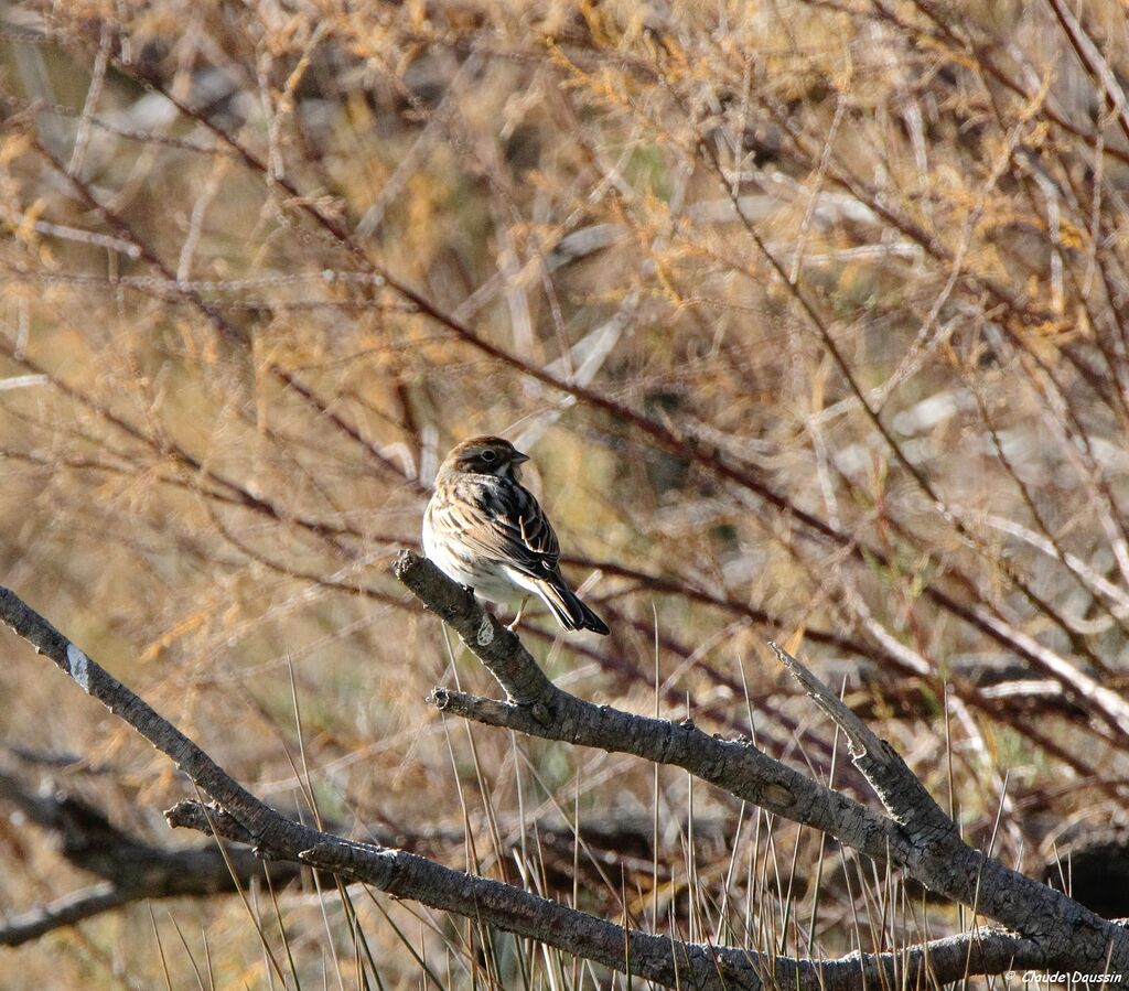 Common Reed Bunting