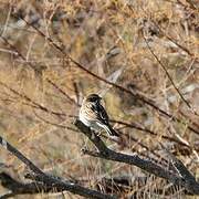 Common Reed Bunting