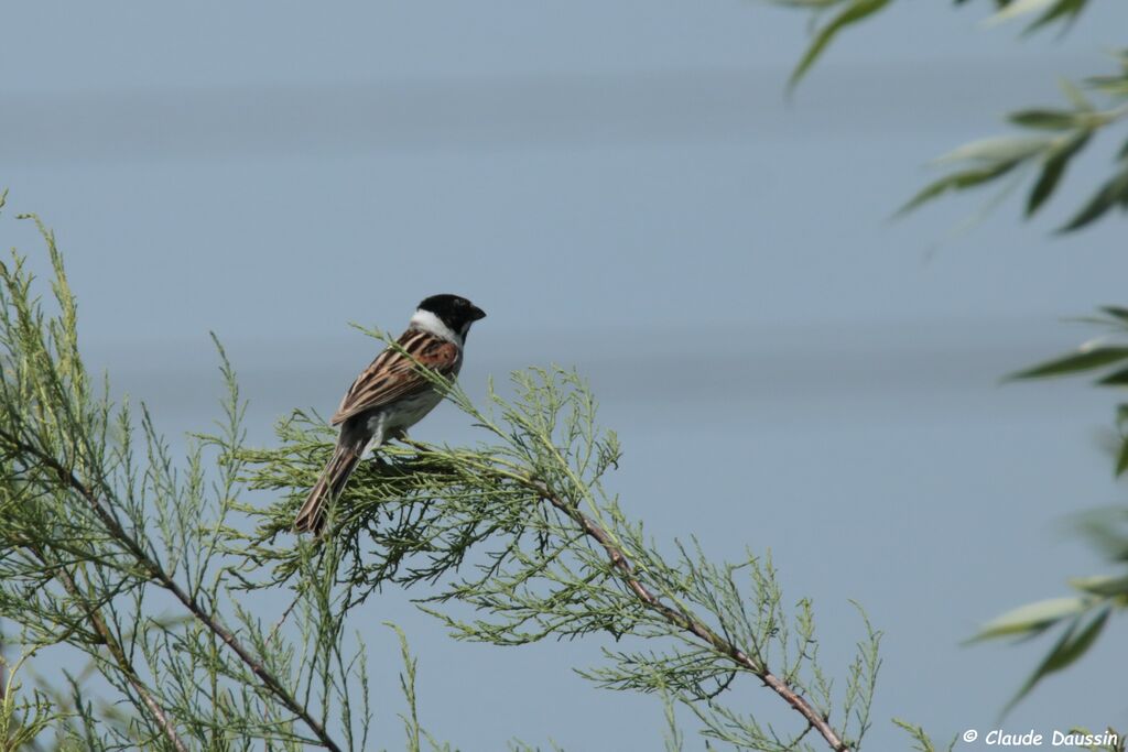 Common Reed Bunting