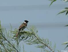 Common Reed Bunting