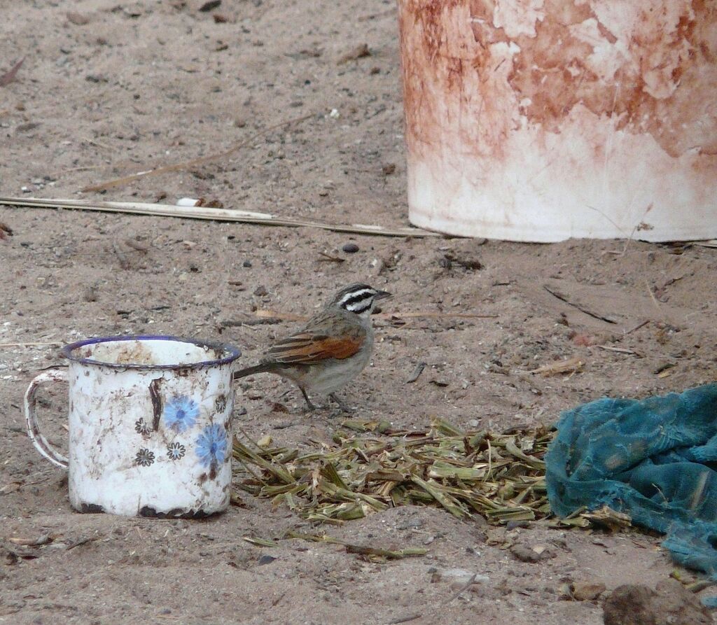 Cape Bunting