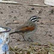 Cape Bunting