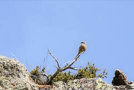 Rock Bunting