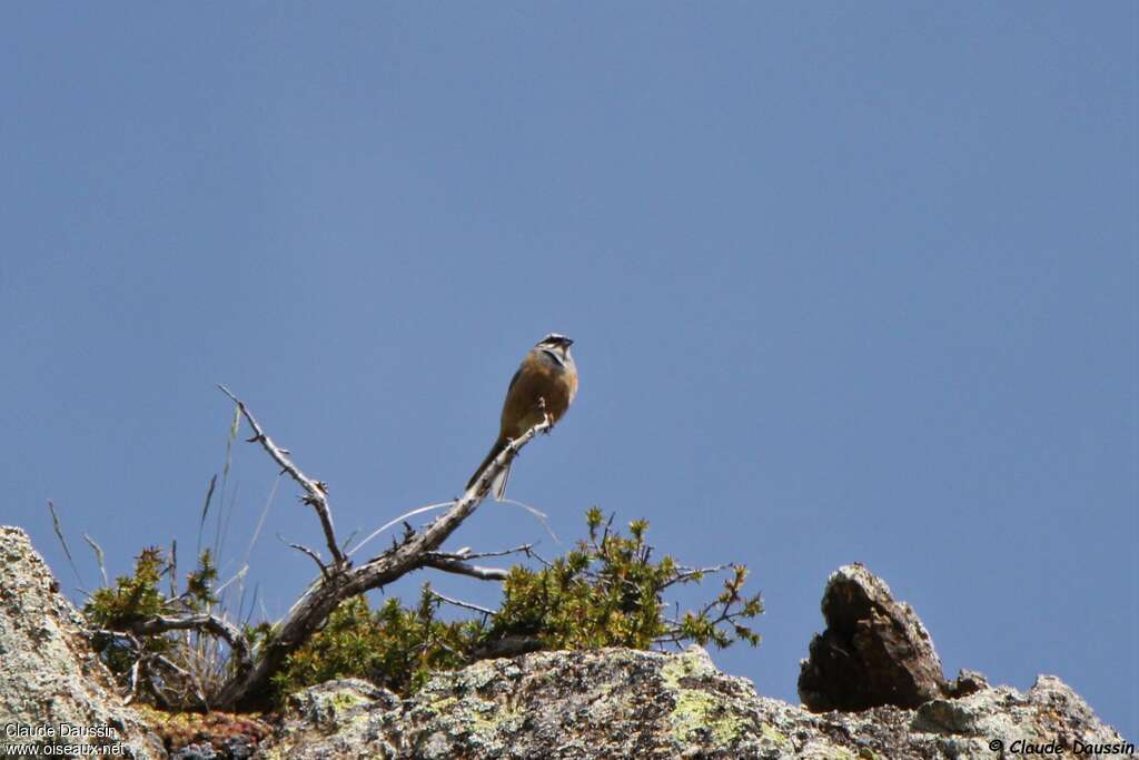 Bruant fou mâle adulte, habitat