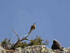 Rock Bunting