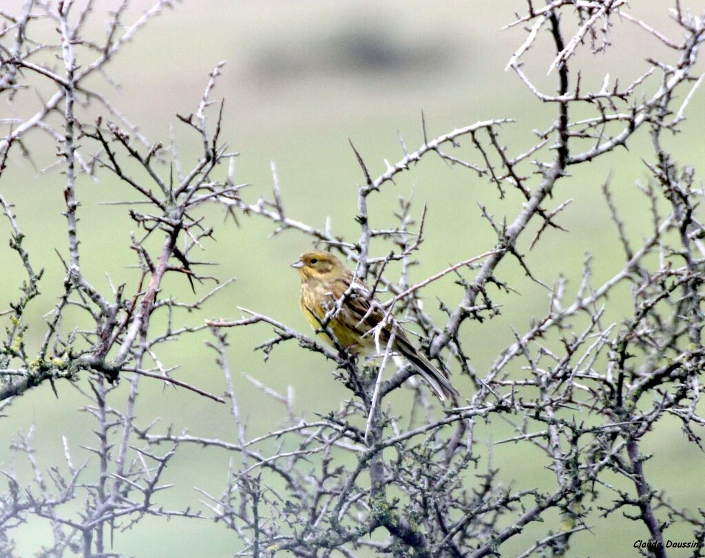 Yellowhammer