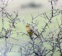 Yellowhammer