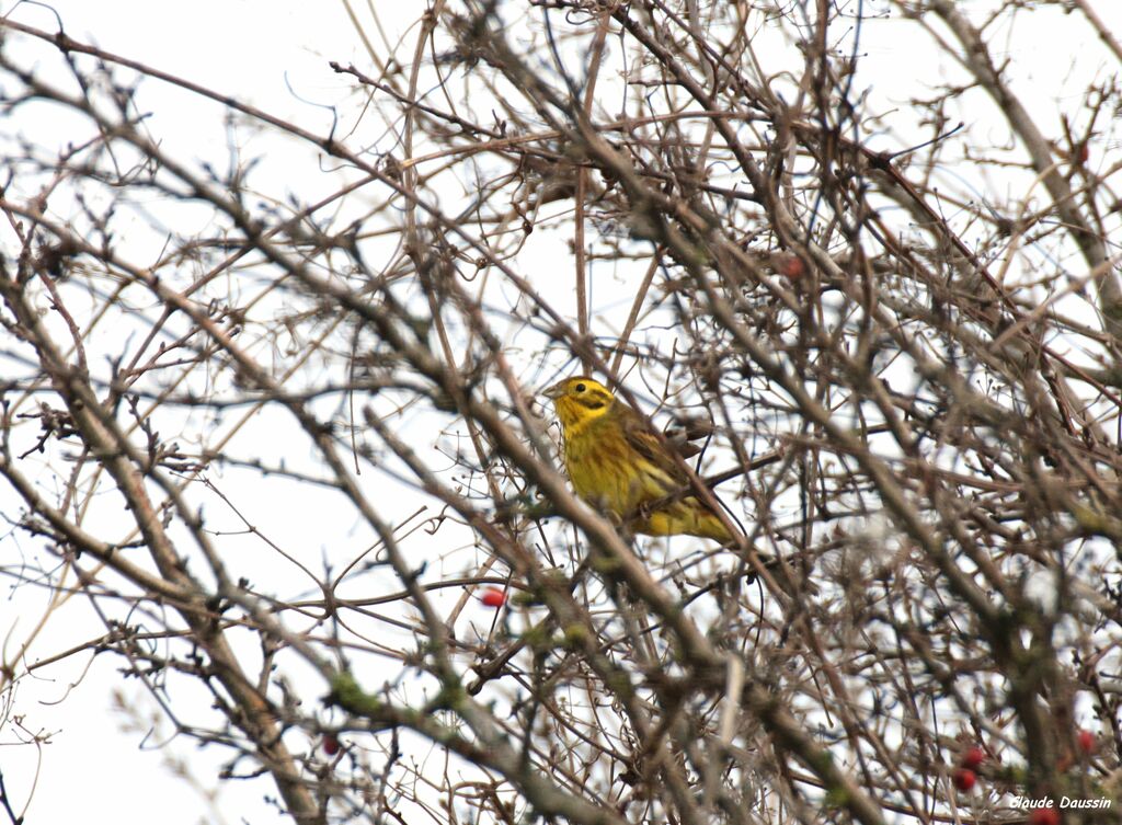 Yellowhammer