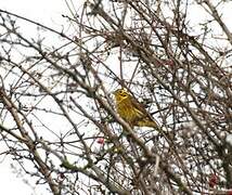 Yellowhammer