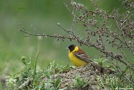 Black-headed Bunting