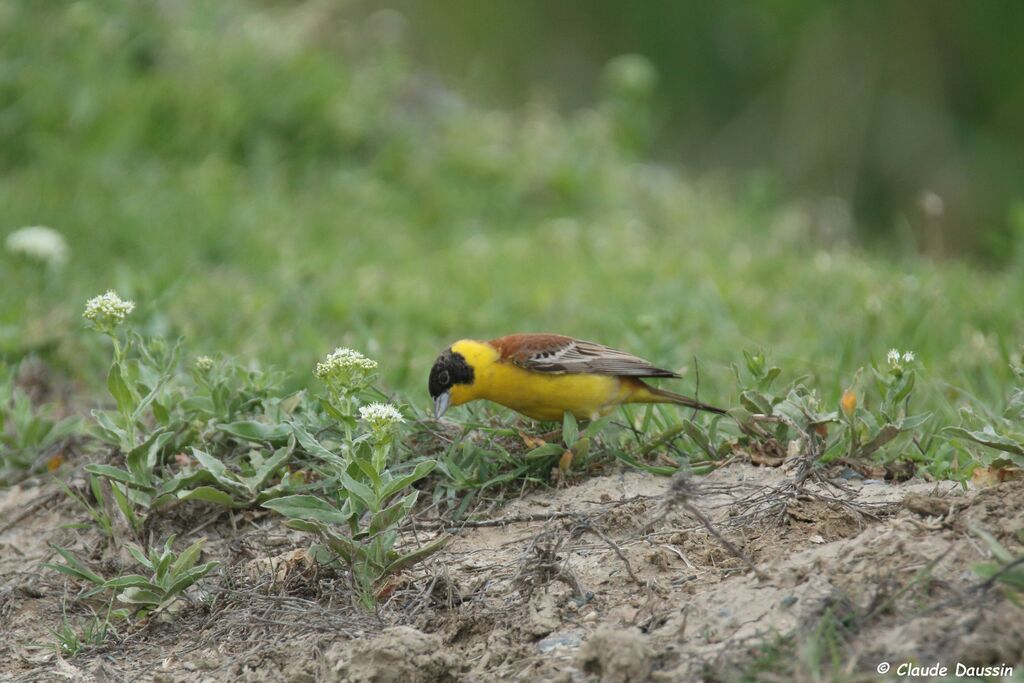 Black-headed Bunting