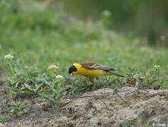 Black-headed Bunting