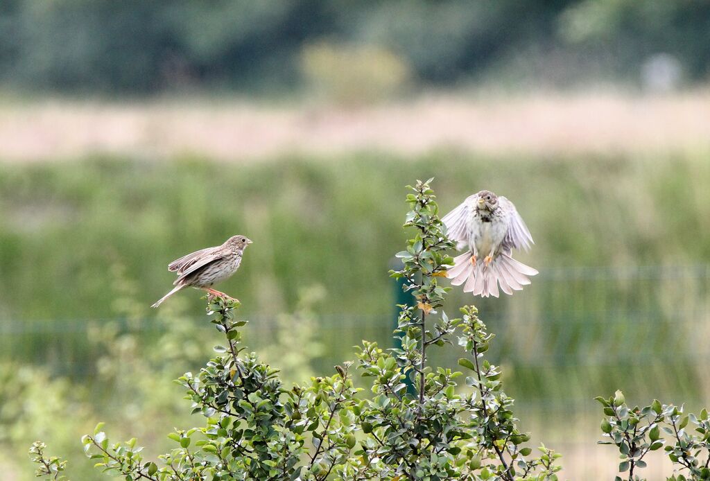 Corn Bunting