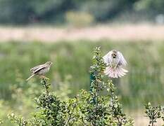 Corn Bunting